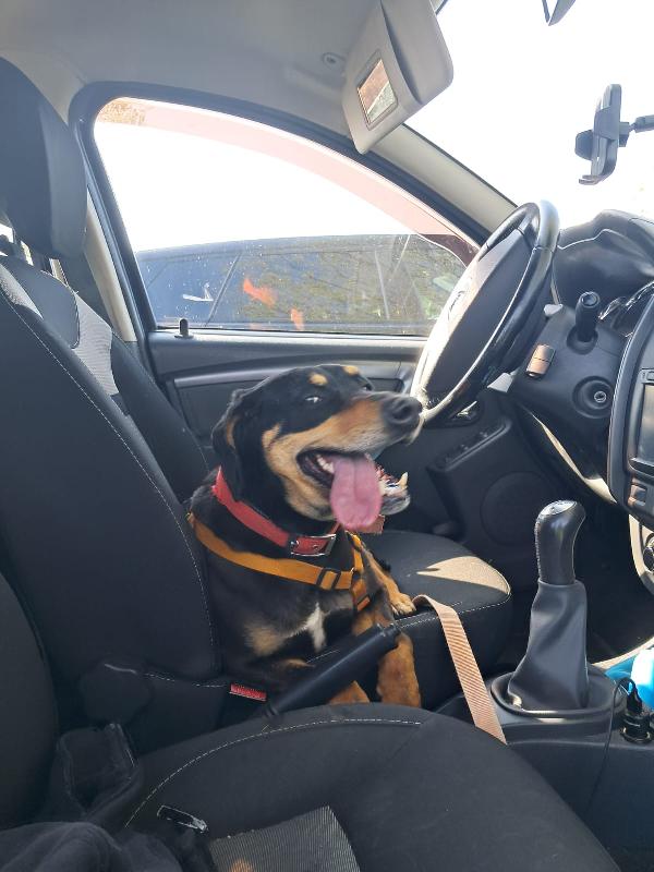 Skylar, una bellissima simil segugia Foto 3